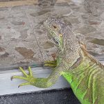 Hagamos algo por las iguanas en Poza Rica